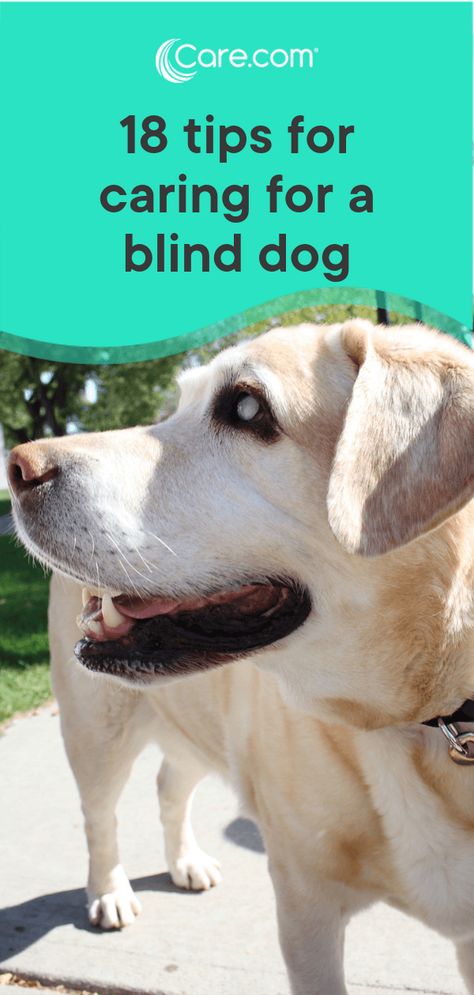 Mommy Pooch, Deaf Dog, Dog Advice, Blind Dog, Puppies Tips, Dog Health Tips, Fluffy Puppies, Vision Loss, A Vet