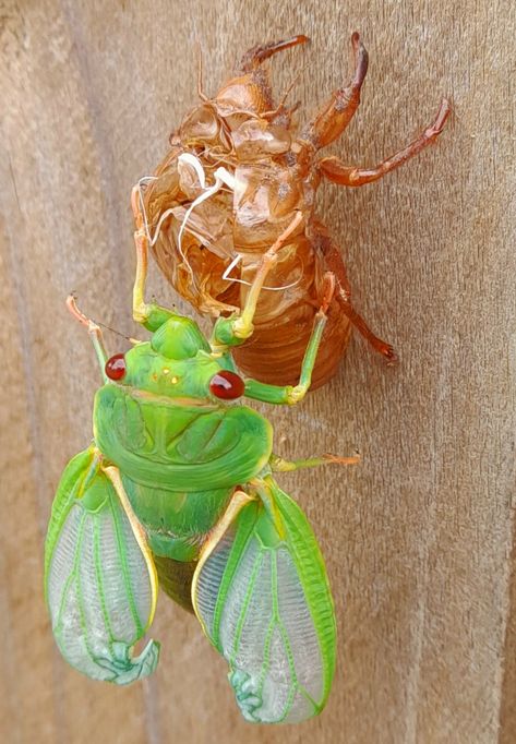 Cicada shedding exoskeleton Cicada Shedding, Natural World, Nature