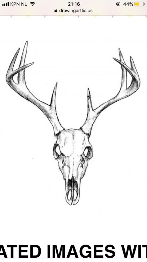 Buck Skull Drawing, Small Deer Skull Tattoo, Mule Deer Skull Tattoo, Simple Deer Skull Tattoo, Deer Skull Illustration, Deer Skull Tattoo Design, Deer Skull Drawing, Deer Skull Tattoo, Skull Drawing Sketches