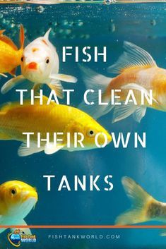 Fish Tank Cleaning, Small Fish Tanks, Eating Fish, Cool Fish Tanks, Betta Aquarium, Tropical Fish Tanks, Tropical Fish Aquarium, Tropical Freshwater Fish, Fresh Water Fish Tank