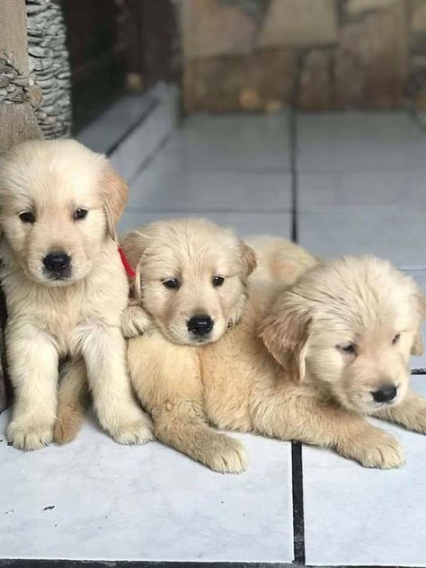 Golden Retriever Litter, Golden Retriever Baby, Yellow Lab Puppies, Golden Puppies, Golden Life, Puppy Eyes, Dog Breeder, Cute Funny Dogs