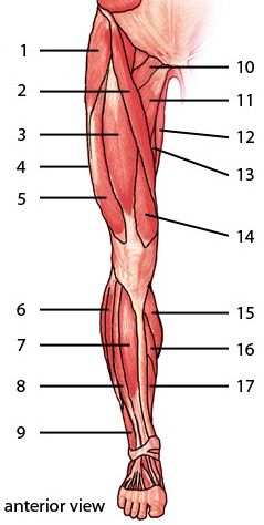 The Muscles Of The Lower Limb, Anterior Aspect #Quiz Leg Muscles Anatomy, Leg Anatomy, Human Muscle Anatomy, Basic Anatomy And Physiology, Human Body Anatomy, Muscular System, Lower Limb, Human Anatomy Drawing, Muscle Anatomy