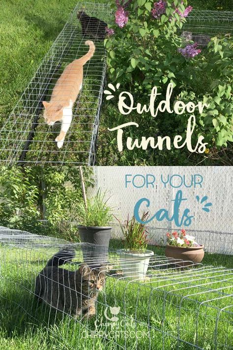 Cat Enclosure Outdoor, Cat Tunnel Outdoor, Outdoor Cat Tunnel, Outdoor Enclosure, Katt Grejer, Chat Diy, Cat Patio, Outdoor Cat Enclosure, Cat Run