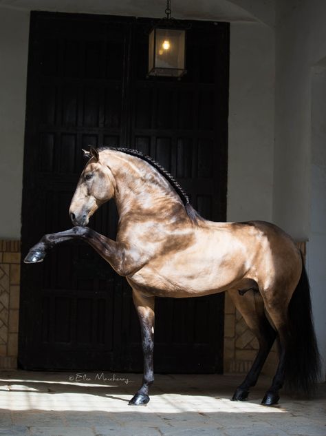 Elsa Marchenay Photography Lusitano Horse, Cai Sălbatici, Rasy Koni, Horse Inspiration, Andalusian Horse, Majestic Horse, Animale Rare, All The Pretty Horses, Horse Crazy