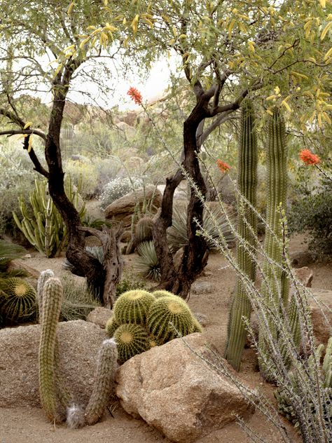 Non-native plants; not Martino’s favorites. But in a Scottsdale garden on a steep hillside, the transplants are happy planted among “the ten million rocks we found on the site, including hundreds of house-size boulders,” he says. #gardenista Drawing Minecraft, Photoshoot Garden, Arizona Backyard Landscaping, Cactus Garden Landscaping, Garden Roof, Desert Backyard, Minecraft Garden, Garden Photoshoot, Desert Gardens