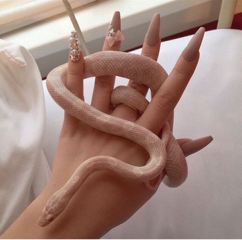 this pin is about snake and nails Pretty Snakes, Cute Reptiles, Cute Snake, Pet Snake, Pretty Animals, A Snake, Stiletto Nails, Perfect Nails, Nails On Fleek