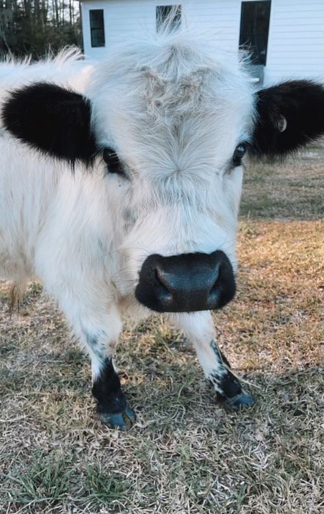 Miniature Highland and Highpark Cross CLM Mini Ranch LLC Mini Highpark Cow, Highland Miniature Cow, Cute Cowa, Mini Hyland Cow, Miniature Highland Cow, Hiland Cow, Hyland Cows, Miniture Cows, Mini Highland Cow