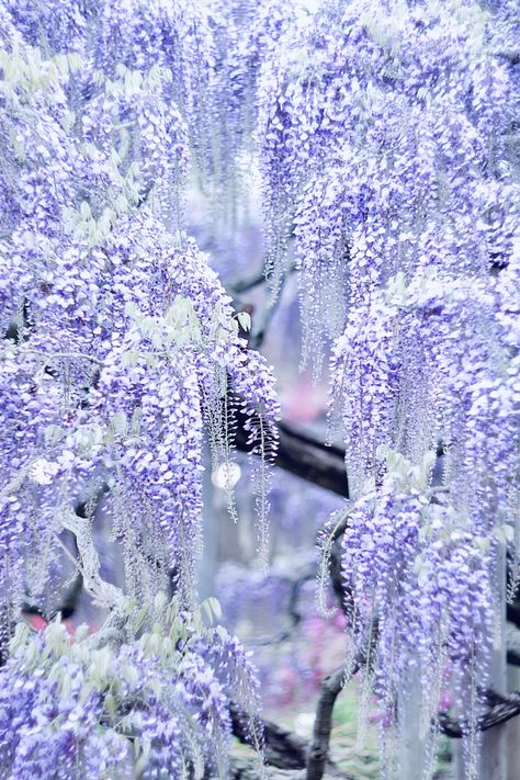 Blue Wisteria Aesthetic, Wisteria Tree Aesthetic, Purple Wisteria Aesthetic, Wisteria Flower Aesthetic, Japanese Wisteria Tree, Aesthetic Wisteria, Wisteria Aesthetic, Blue Moon Wisteria, Wisteria Blue