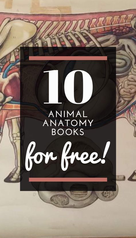 Animal Anatomy books? You've found what you've been looking for! Today we present to you more than 10 books about Animal Anatomy that you can read absolutely free. You can read them online or download them in PDF format. #infobooks #freebooks #pdfbooks #downloadbooks #AnimalAnatomybooks #AnimalAnatomy Anatomy Books, Career Books, Gross Anatomy, Read For Free, Animal Classification, Books For Free, Read Books Online Free, Animal Anatomy, Power Animal