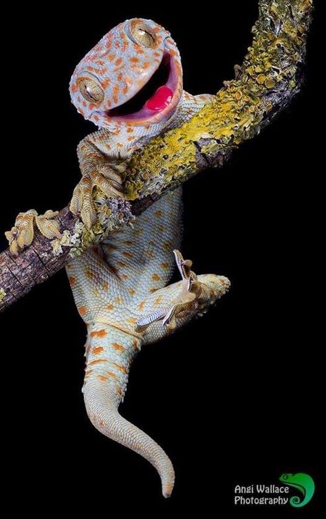 The Tokay gecko (Gekko gecko) is one of the largest species of geckos and is native to Asia and some Pacific Islands. Males range from about 13-16 in (35-40 cm) and females about 8-12 in (20-30 cm). There are two variants of tokay geckos: a red-spotted and a black-spotted. In the red-spotted tokay gecko, these spots range from light yellow to red and overlay a bluish or grayish body. Since they can lighten or darken their skin color, this helps them to camouflage in t Spotted Gecko, Tokay Gecko, Cartoon Character Tattoos, Reptile Skin, Wild Animals Pictures, Cute Reptiles, Komodo Dragon, Pacific Islands, Leopard Gecko