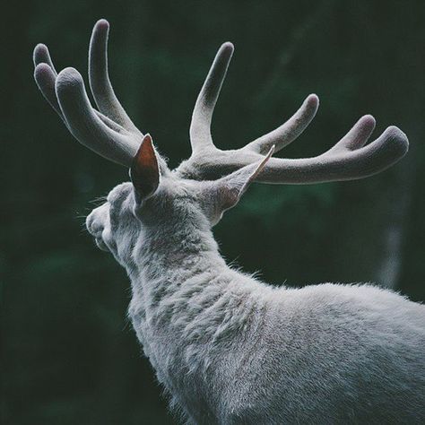 deer, white, and animal image Country Animals, Grey Warden, Yennefer Of Vengerberg, White Deer, The Grisha Trilogy, By Any Means Necessary, Dragon Age Inquisition, Princess Mononoke, Chronicles Of Narnia