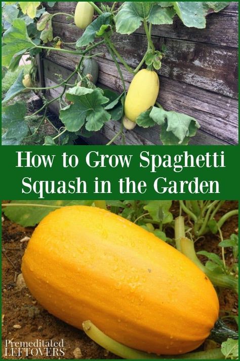 Spaghetti Squash Plant, Fruit Garden Design, Spaghetti Squash Seeds, Growing Squash, Squash Plant, Winter Vegetables Gardening, Squash Seeds, Tiny Garden, Growing Veggies