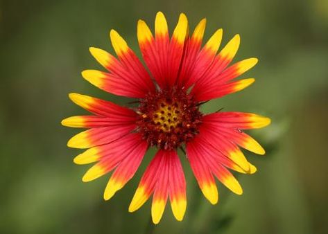 Plant Reference Photos, Wildflower Garden Ideas, Indian Blanket Flower, Texas Nature, Flower Tattoo Stencils, Memorial Tattoo Ideas, Texas Plants, Plant Reference, Native Grasses