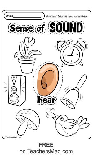 Free Printable Science Worksheets, Sense Of Hearing Activities Preschool, Sense Of Hearing Worksheet, 5 Senses Preschool, 5 Senses Worksheet, Five Senses Worksheet, Five Senses Preschool, Preschool Activity Sheets, 5 Senses Activities