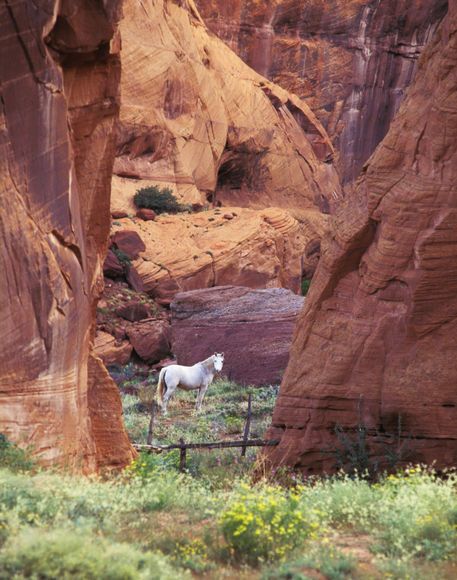 „USA,Arizona,White Mountains,Canyon de Chelly,White horse, red rock.“  by Danita Delimont