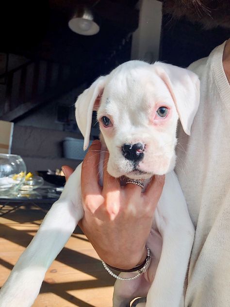 White Boxer Puppy, White Boxer Puppies, White Boxer Dogs, White Pitbull, Boxer Dog Puppy, Boxer And Baby, Device Storage, White Boxers, Boxer Puppy