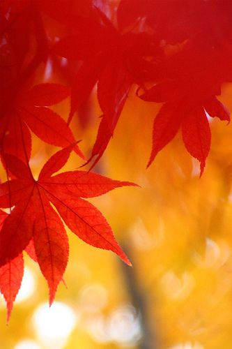 momiji #2 | Flickr - Photo Sharing! Yellow And Red Aesthetic, Red Yellow Aesthetic, Red And Yellow Aesthetic, Yellow Red Aesthetic, Colours Aesthetic, Ios Ideas, Color Boards, Color Aesthetic, Colour Combos