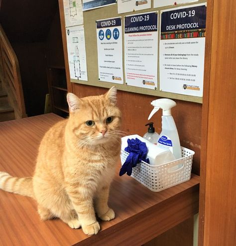 Ginger cat Biscuit sits on top of a study desk, beside some COVID cleaning materials. Study Space, Deep Cleaning, Personal Care