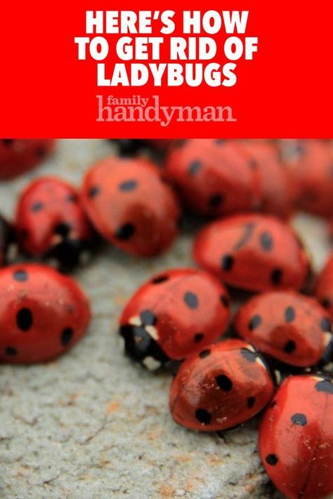 How to get rid of ladybugs infesting your house. Ladybug Trap Diy, How To Get Rid Of Ladybugs, Get Rid Of Ladybugs In House, How To Get Rid Of Ladybugs In The House, How To Repel Flies, Mosquitoes Repellent, Asian Beetle, Bug Deterrent, Fruit Fly Trap Diy