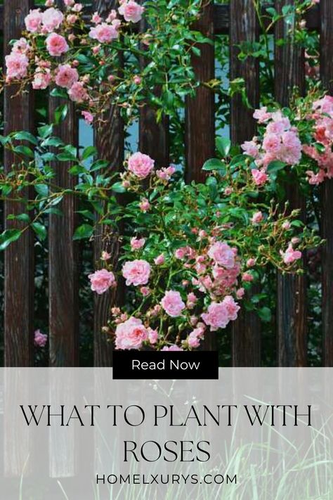 What to plant with roses: best companion plants for roses for garden If you are wondering what to plant with roses we have got you covered with this article Climbing Rose Companion Plants, What To Plant With Roses, Companion Plants For Roses, Double Knockout Roses, Rose Companion Plants, Best Companion Plants, Drift Roses, Ground Cover Roses, Garden Companion Planting