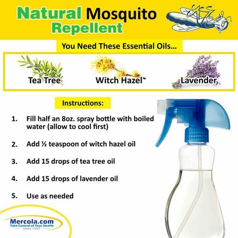 Tea Tree And Witch Hazel, Diy Mosquito Repellent, Natural Mosquito Repellent, The Pest, Fruit Fly Trap, Natural Mosquito Repellant, Household Pests, Insect Spray, Flea Prevention