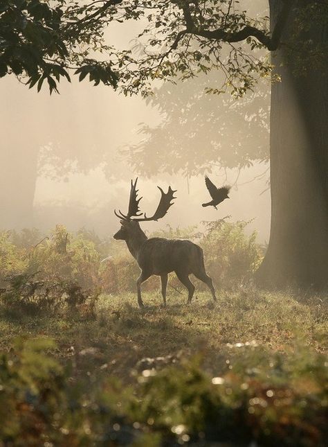 Photo Animaliere, Fallow Deer, A Deer, Arte Fantasy, Woodland Creatures, Nature Aesthetic, Enchanted Forest, Akita, Nature Animals