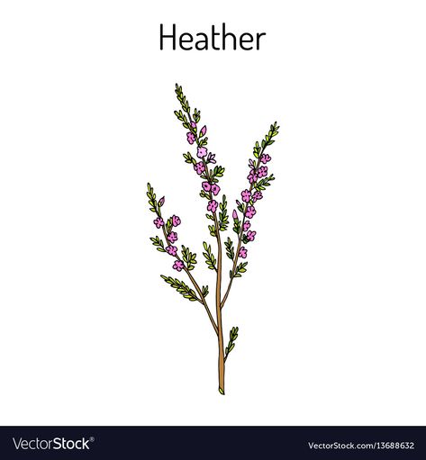 Heather Flowers Tattoo, Scottish Heather Tattoo Flower, Heather Tattoo Flower Design, Heather Flower Tattoo, Heather Drawing, Heather Plant Drawing, Scottish Heather Drawing, Heather Illustration, Calluna Vulgaris Tattoo