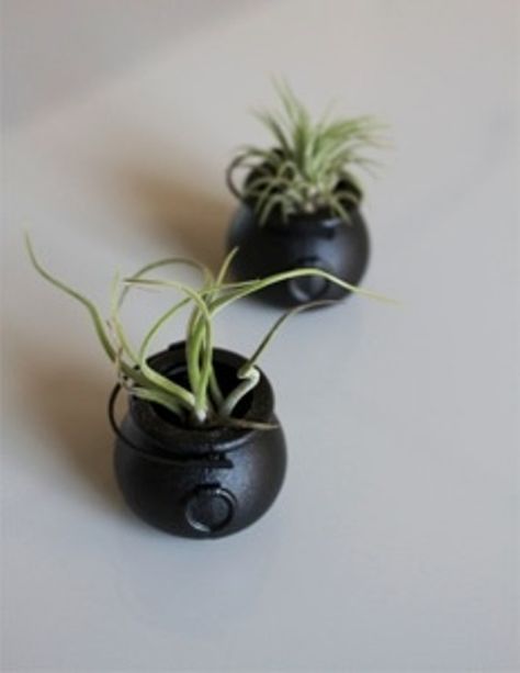 mini black caulrons with air plants look cute and scary and will be creative and cool wedding favors at Halloween Elegant Halloween Wedding, Halloween Wedding Favors, Halloween Wedding Invitations, Homemade Wedding Favors, Pagan Wedding, Halloween Themed Wedding, Wedding Mementos, Elegant Wedding Favors, Elegant Halloween