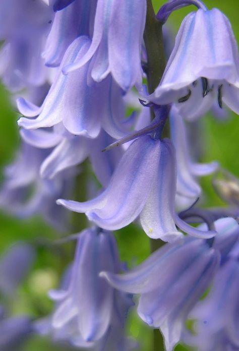 Bluebells. The English bluebell has a delightfully elvin quality about it that I find magical.  Screw the Virginia bluebells. English Bluebells, Bluebell Woods, Virginia Bluebells, Plants Photography, Blue Bell Flowers, Flower Gardening, Blue Bell, Beltane, Flowers Garden