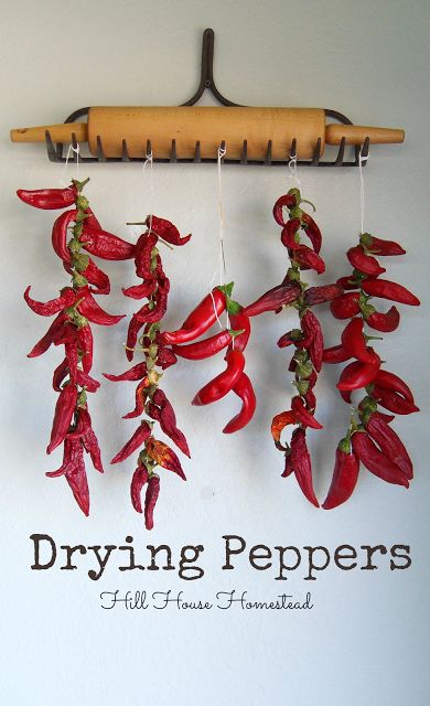 Hill House Homestead: Drying Peppers Drying Peppers, Chili Peppers Decor, Stuffed Anaheim Peppers, Hanging Herbs, Dried Peppers, Dehydrated Food, Garden Recipes, Hill House, Dehydrator Recipes