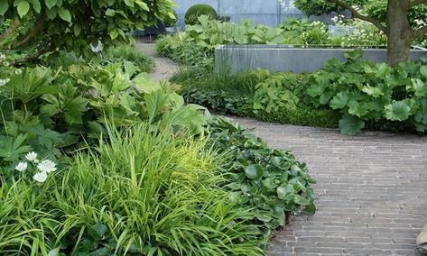 Tom Stuart Smith Planting, Planting Concept, Entry Courtyard, Tom Stuart Smith, Japanese Forest, Chelsea Garden, Contemporary Garden Design, Brick Paving, European Garden