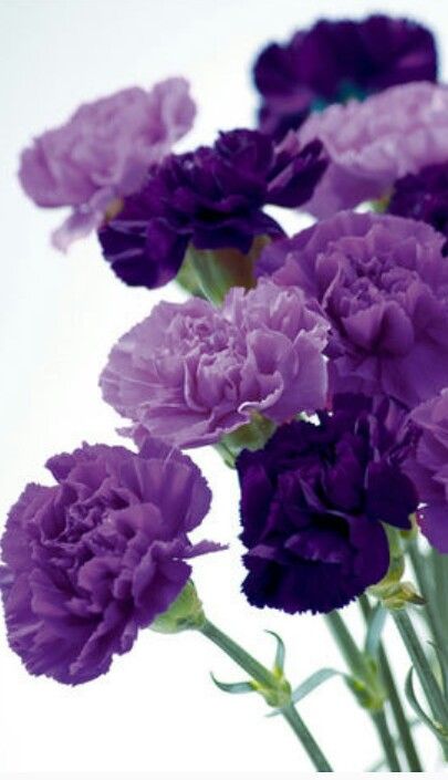 Purple Carnation Bouquet, Carnation Flower Tattoo, Dianthus Flowers, Casket Flowers, Purple Carnations, List Of Flowers, Boquette Flowers, Lovely Flowers Wallpaper, Carnation Flower