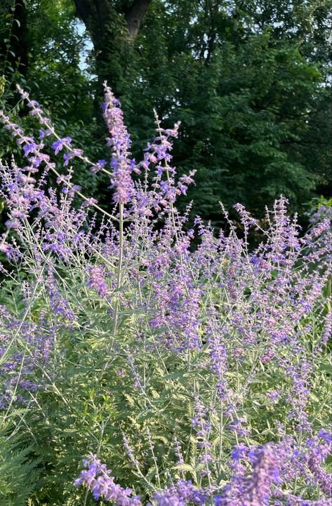 wild flowers lilac violet hyacinth lavender purple garden idea inspo Wild Hyacinth Flower, Purple Hyacinth Flower, Hyacinth Flower, Flowers Lilac, Purple Hyacinth, Purple Wildflowers, Purple Garden, Garden Idea, Lavender Purple