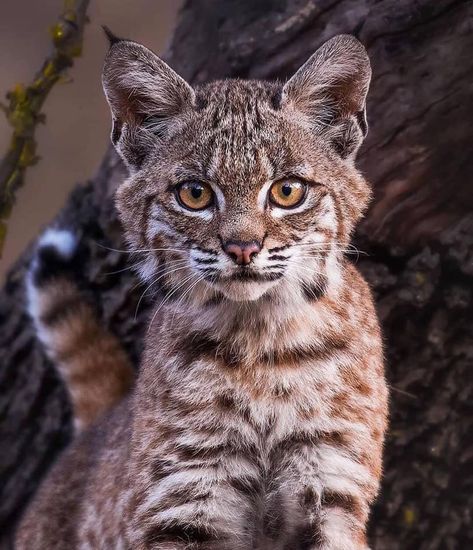 Bobcat kitten Bobcat Kitten, National Cat Day, Cat Jokes, Cut Animals, Exotic Cats, Most Beautiful Cat Breeds, Pretty Animals, Cat Facts