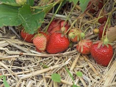 Get your garden ready for fall with expert tips from HGTV Gardens editors and… Plants In Containers, Strawberry Beds, Winter Veggies, Plants In Jars, Winter Vegetables Gardening, Hgtv Garden, Strawberry Garden, Strawberry Patch, Growing Strawberries