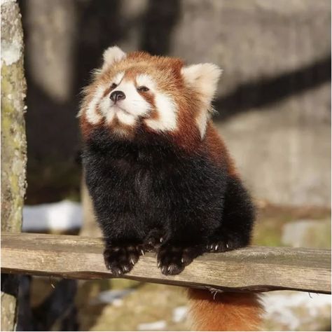 30 Times Red Pandas Put Their Hands In The Air Like They Just Don't Care, But They Actually Do Care Because They're Scared - Animal Comedy - Animal Comedy, funny animals, animal gifs Red Panda Icon, Red Panda Tattoo, Panda Day, Red Panda Cute, Red Panda Baby, Animal Conservation, Red Pandas, Hands In The Air, Animal Magic