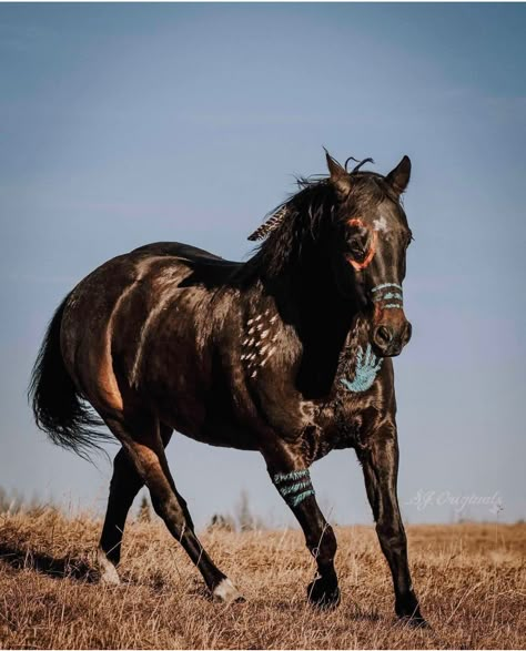 Horse Mane Braids, Native Horse, Horse Costume, Native American Horses, Indian Horses, Indian Skull, Horses Art, Painted Ponies, Horse Costumes