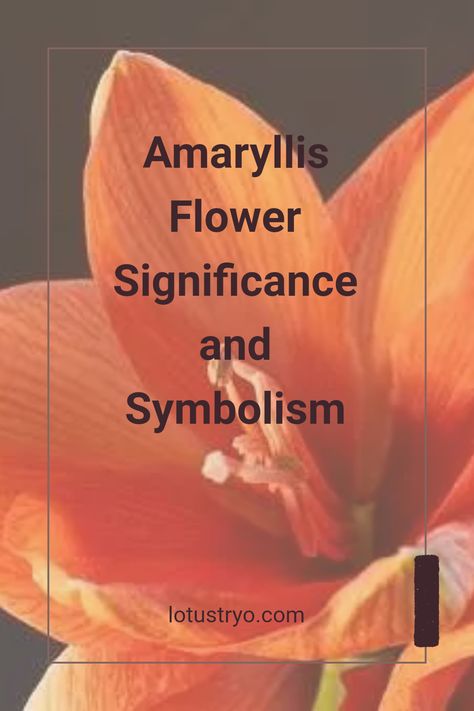 Discover the Amaryllis flower’s meaning and symbolism rooted in rich history. Each blossom carries a unique spirit that transcends time. The vibrant Amaryllis symbolizes strength and determination, making it a popular choice for various occasions. Often gifted during the holidays, this flower's long stems and bold colors make stunning arrangements. Learn how to interpret your bouquet and what these blooms signify for birthday celebrations, new beginnings, and hope. Plus, find care tips to keep your Amaryllis flowers blooming brightly. Amaryllis Wedding Bouquet, Lds Spiritual Thought, Amaryllis Arrangement, Pink Amaryllis, Amaryllis Plant, Amaryllis Flower, Red Amaryllis, S Meaning, Amaryllis Flowers