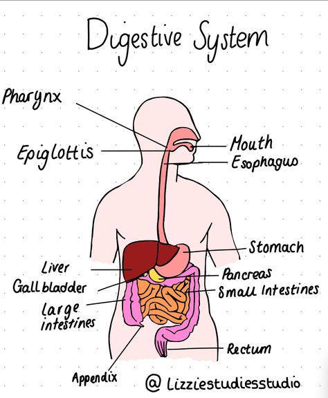 Just did a bit of drawing while studying the digestive system and am actually proud of how it turned out. Digestive System Drawing Aesthetic, Digestive System Drawing Easy, Digestive System Diagram Drawing, Digestive System Drawing, Digestive System Notes, Draw Flamingo, Digestive System Parts, Enzymes Biology, Digestive System For Kids