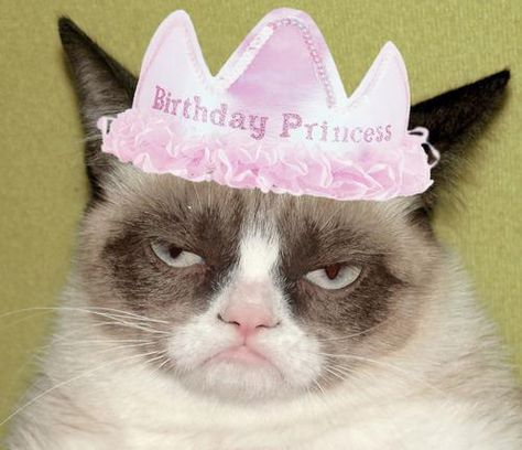 Grumpy Cat Birthday, Cat Work, Happy 1st Birthdays, Funny Cats And Dogs, Kittens Funny, Funny Cat Memes, Humor Memes, Cat Birthday, Grumpy Cat