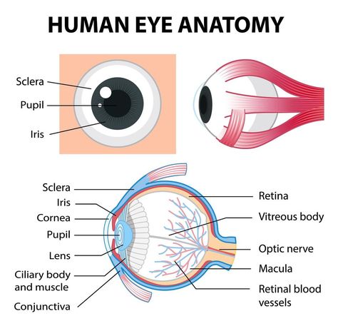 Eye Anatomy Diagram, Eyeball Anatomy, Human Eye Anatomy, Igcse Biology, Ekg Interpretation, Eye Anatomy, Eye Pictures, Simple Eye, Biology Notes