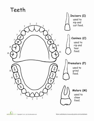 Fifth Grade Life Science Worksheets: Awesome Anatomy: Chomping at the Bit Nutrition Worksheets, Teeth Diagram, Human Body Activities, Dental Health Month, Dental Anatomy, Human Teeth, Biology Lessons, Human Anatomy And Physiology, Health Lessons