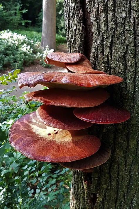 The Beefsteak Polypore, also known as the Red Mushroom, is a unique fungus with a vibrant red color. It has a meaty texture and can grow quite large. This mushroom is popular for its culinary uses and is prized for its rich, earthy flavor. Fungi Kingdom, Fly Agaric Mushroom, Whites Tree Frog, Blue Tongue Skink, Red Mushrooms, Types Of Fungi, Mushroom Plant, Mushroom Pictures, Slime Mould