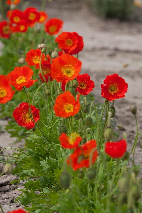 Papaver nudicaule 'Red Sails' - Icelandic poppy Red Perennials, Icelandic Poppy, Icelandic Poppies, July Flowers, Cut Flower Garden, Planting Roses, African Violets, Water Lilies, Front Garden