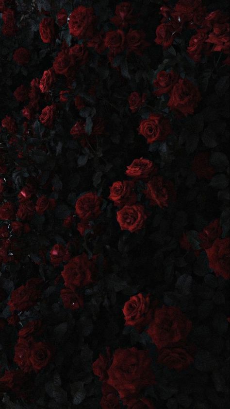 Wallpapers Roses, Roses In The Garden, Whats Wallpaper, Dark Red Roses, Flower Background Images, Dark Red Wallpaper, Rose Background, Rosé Aesthetic, Dark Flowers