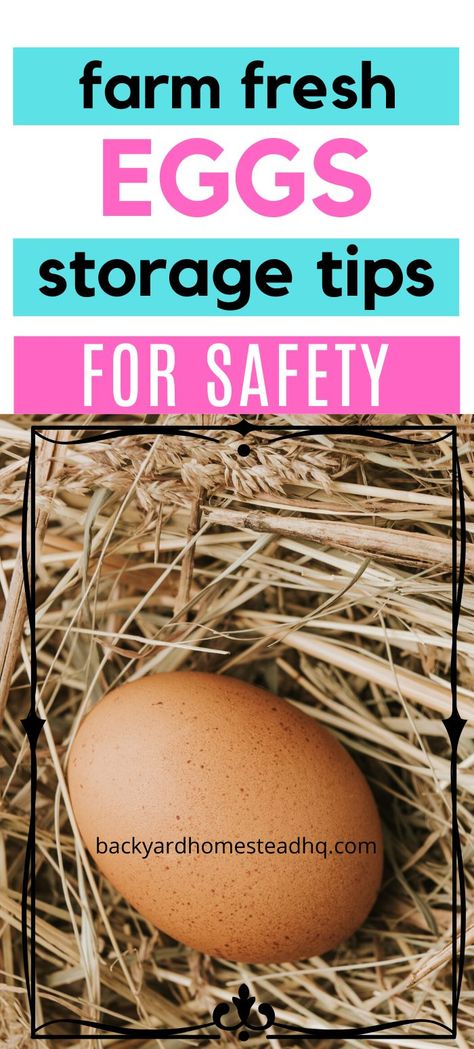 When you're collecting fresh eggs from your backyard chickens, you'll wonder how long you can safely store them. And you'll wonder if storing them in different places (like the fridge or countertop) affects how long they last. Ready to know why that is - and how you can make your eggs last longer no matter where you want to store them? Keep reading - and I'll translate what all the studies say for you. #eggs #foodstorage Storing Fresh Eggs, Best Laying Hens, Preserving Eggs, Storing Eggs, Laying Chickens, Chicken Poop, Chicken Pictures, Duck Eggs, Farm Eggs