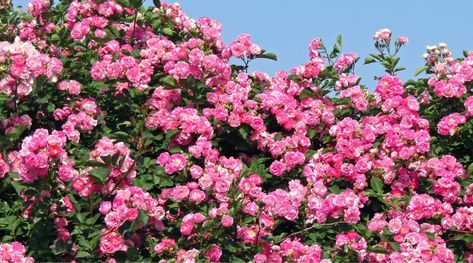 11 Reasons to Grow a 'Peggy Martin' Rose This Season Peggy Martin Rose Climbing Trellis, Peggy Martin Rose, Peggy Martin Rose Trellis, Peggy Martin Rose Climbing, Yard Crashers, Backyard Flowers Beds, Climbing Trellis, Rose Cuttings, Rose Trellis