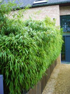 Fargesia - Jardin & Bambou Fargesia Rufa, Courtyard Garden, Brick House, Hedges, Gate, Herbs, Canning, Plants