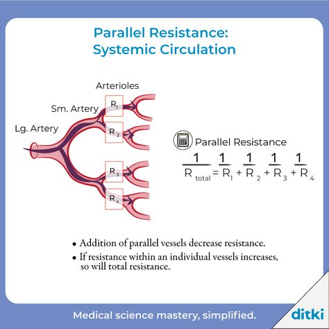 How is parallel resistance different from series resistance?   Get answers: https://ditki.com/course/physiology/cardiovascular/hemodynamics/1221/vascular-resistance  #ditki #usmle #meded #medschool #medstudent #highered #mededonline #usmletutorials #medicalschooltutorials #nursing #pance #physicianassistant #osteopath #allopath #medicine #science #healthscience #nurse #premed #mcat #mbbs Systemic Circulation, Vascular System, Basic Physics, Power Series, Pre Med, Physician Assistant, Med Student, Red Blood Cells, Med School