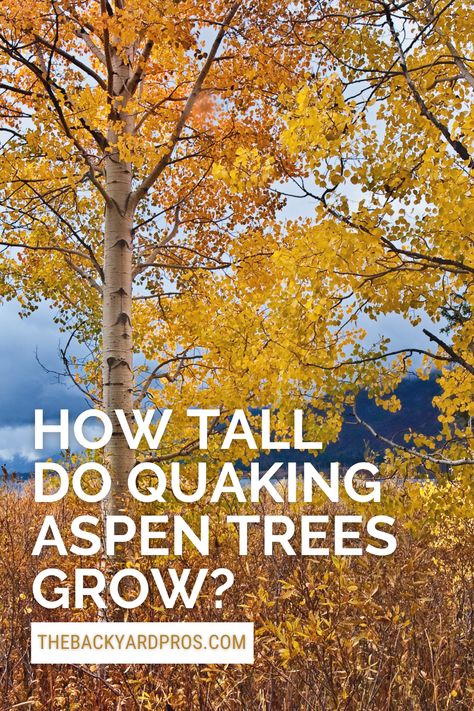 Unveil the Majestic Heights of Quaking Aspen Trees! 🌳🍃 Discover nature's skyscrapers in your backyard as we delve into the remarkable world of Quaking Aspen trees. 🌲 From their delicate leaves that flutter in the slightest breeze to their towering trunks that paint the landscape in shades of gold, you'll be amazed by their growth journey. Learn just how tall these giants can reach, adding a touch of awe-inspiring beauty to your outdoor haven. Get ready to be leafed in wonder! �🍂✨ Quaking Aspen Tree Landscaping, Swedish Columnar Aspen, Quaking Aspen Tree, Purple Bed, Quaking Aspen, Privacy Trees, Tree Growth, Angel Fire, Aspen Tree